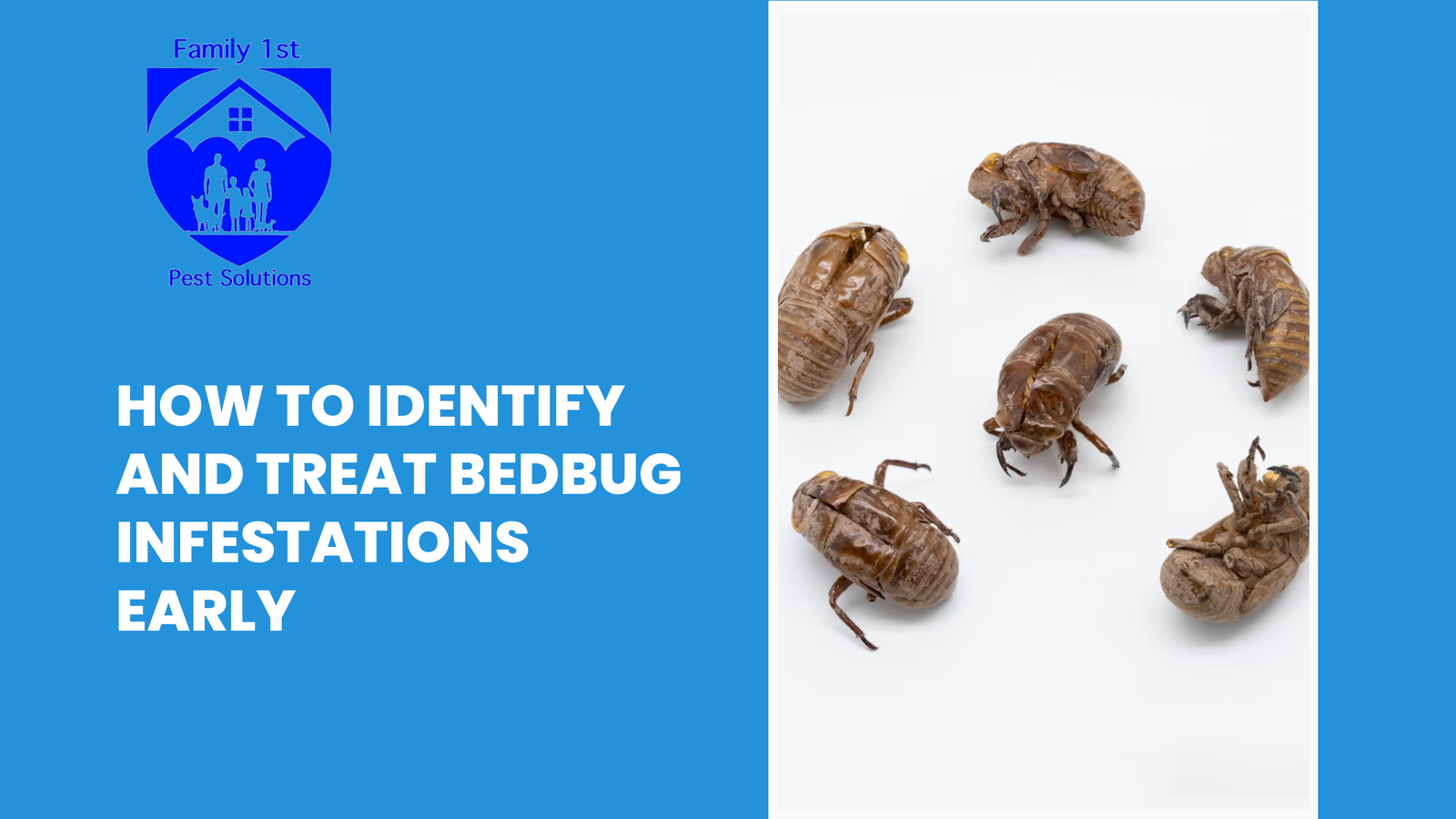 How to Identify and Treat BedBug Infestations Early