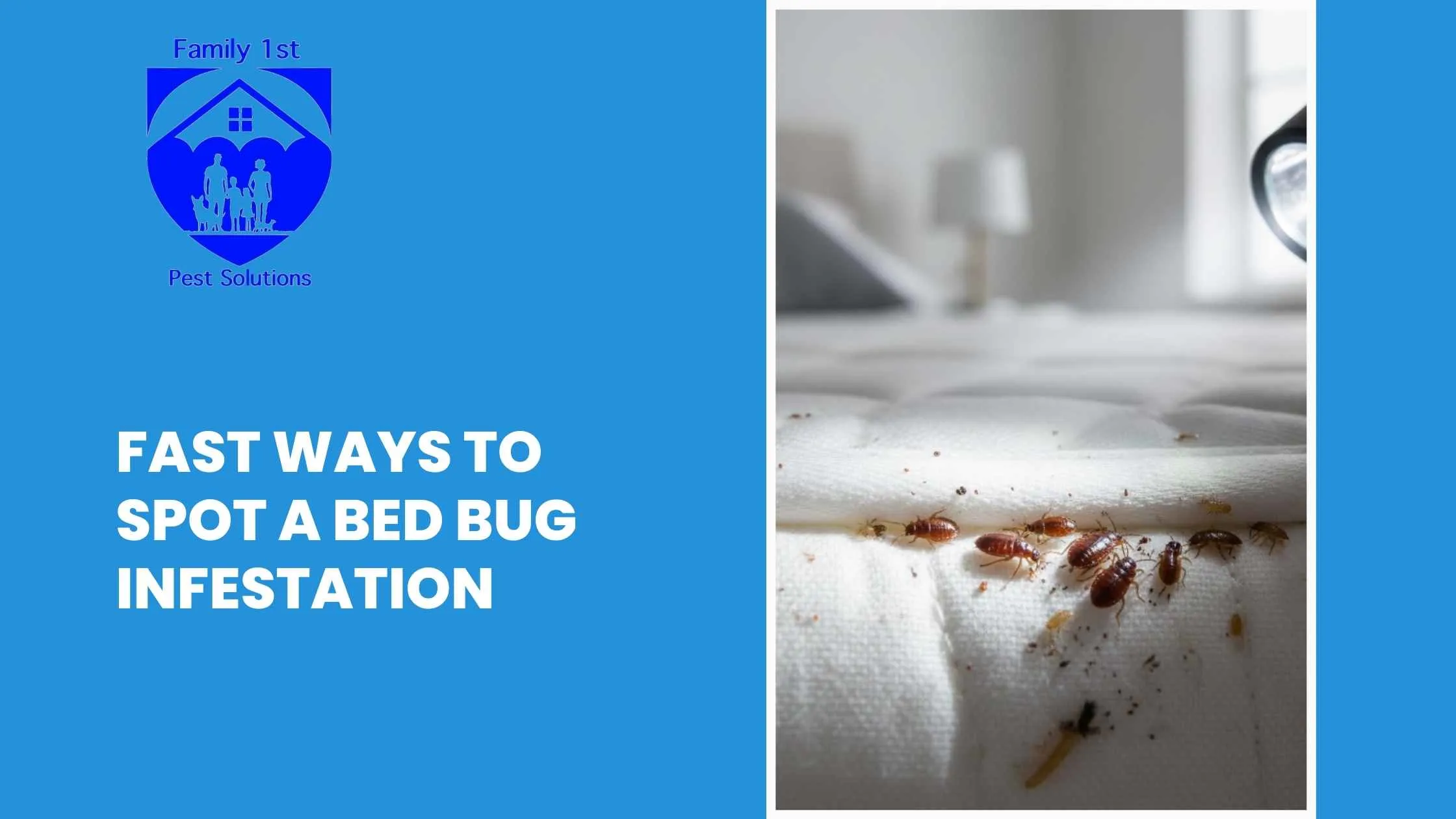 Fast Ways to Spot a Bed Bug Infestation