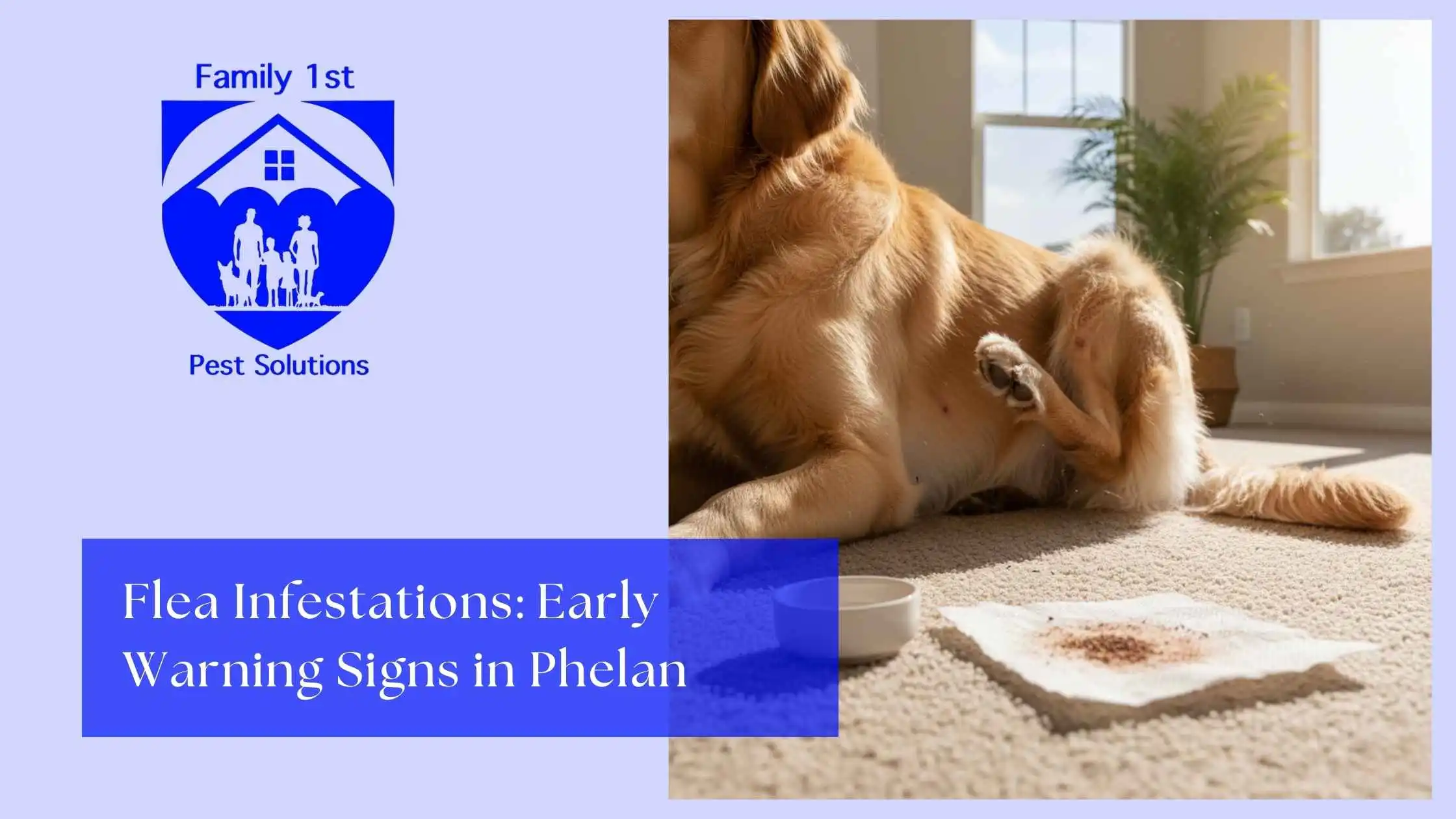 Flea Infestations: Early Warning Signs in Phelan